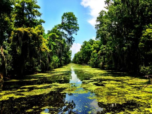 Louisiana swamps from Richard Gray's 'The Lookalike' (2013)