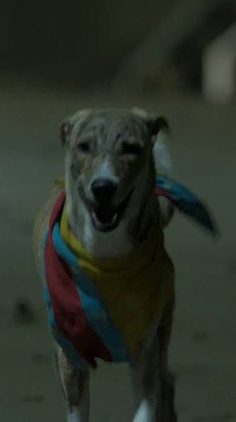 Still from Ohh My Dog